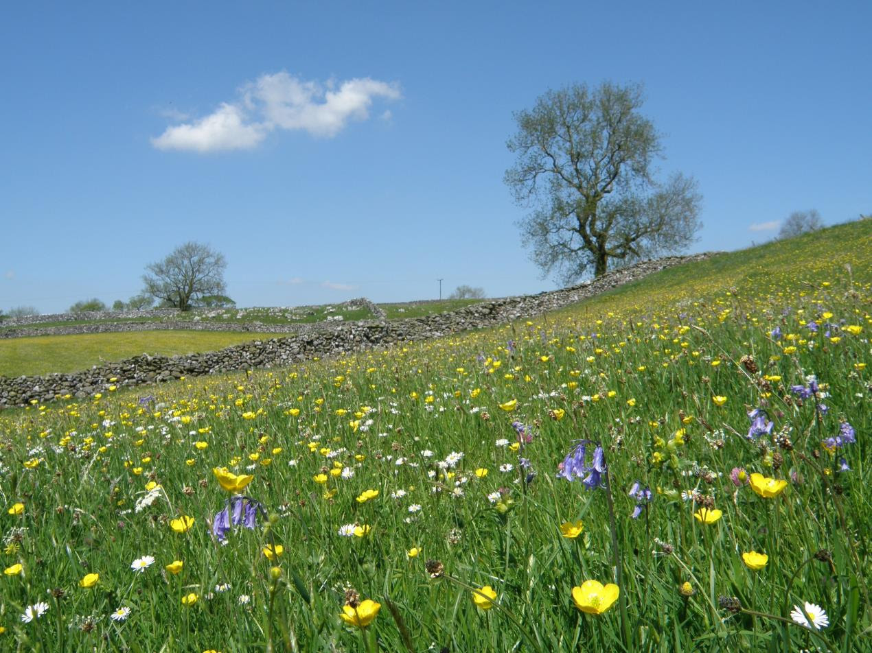 Meadows Day