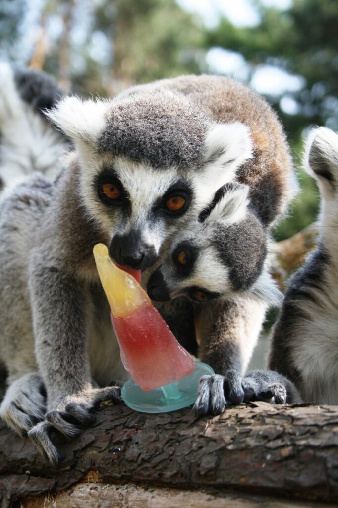 Animals cooling off with ice-lollies in Yorkshire summer Post image 14 Image name Ringtail Lemur Ice Pop 5 2 the 14 image from the post Animals cooling off with ice-lollies in Yorkshire summer in Yorkshire.com.