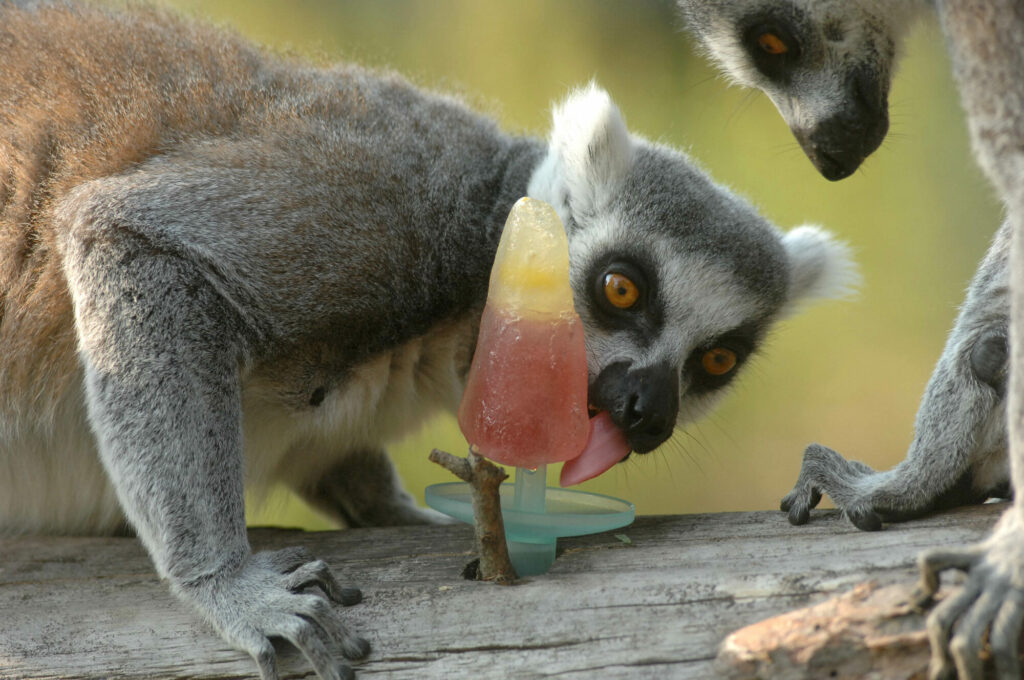 Animals cooling off with ice-lollies in Yorkshire summer Post image 13 Image name Ringtail Lemur close up licking ice lolly 1 the 13 image from the post Animals cooling off with ice-lollies in Yorkshire summer in Yorkshire.com.
