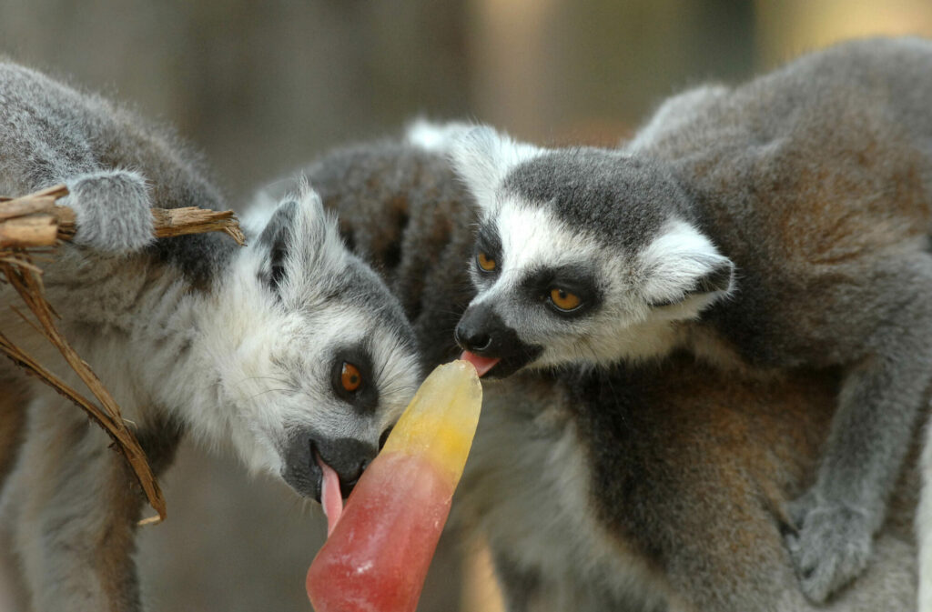 Animals cooling off with ice-lollies in Yorkshire summer Post image 16 Image name Ringtail Lemur two enjoying an ice lolly 1 the 16 image from the post Animals cooling off with ice-lollies in Yorkshire summer in Yorkshire.com.