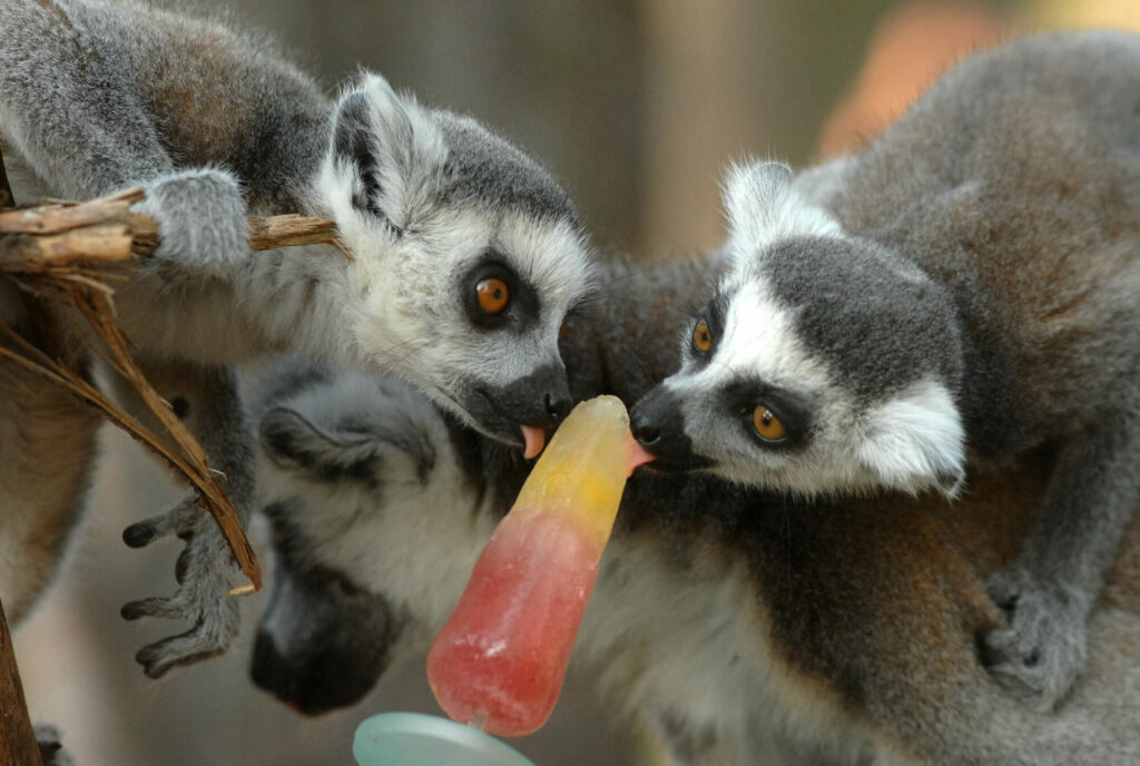 Animals cooling off with ice-lollies in Yorkshire summer Post image 17 Image name Ringtail Lemur two enjoying an ice lolly the 17 image from the post Animals cooling off with ice-lollies in Yorkshire summer in Yorkshire.com.