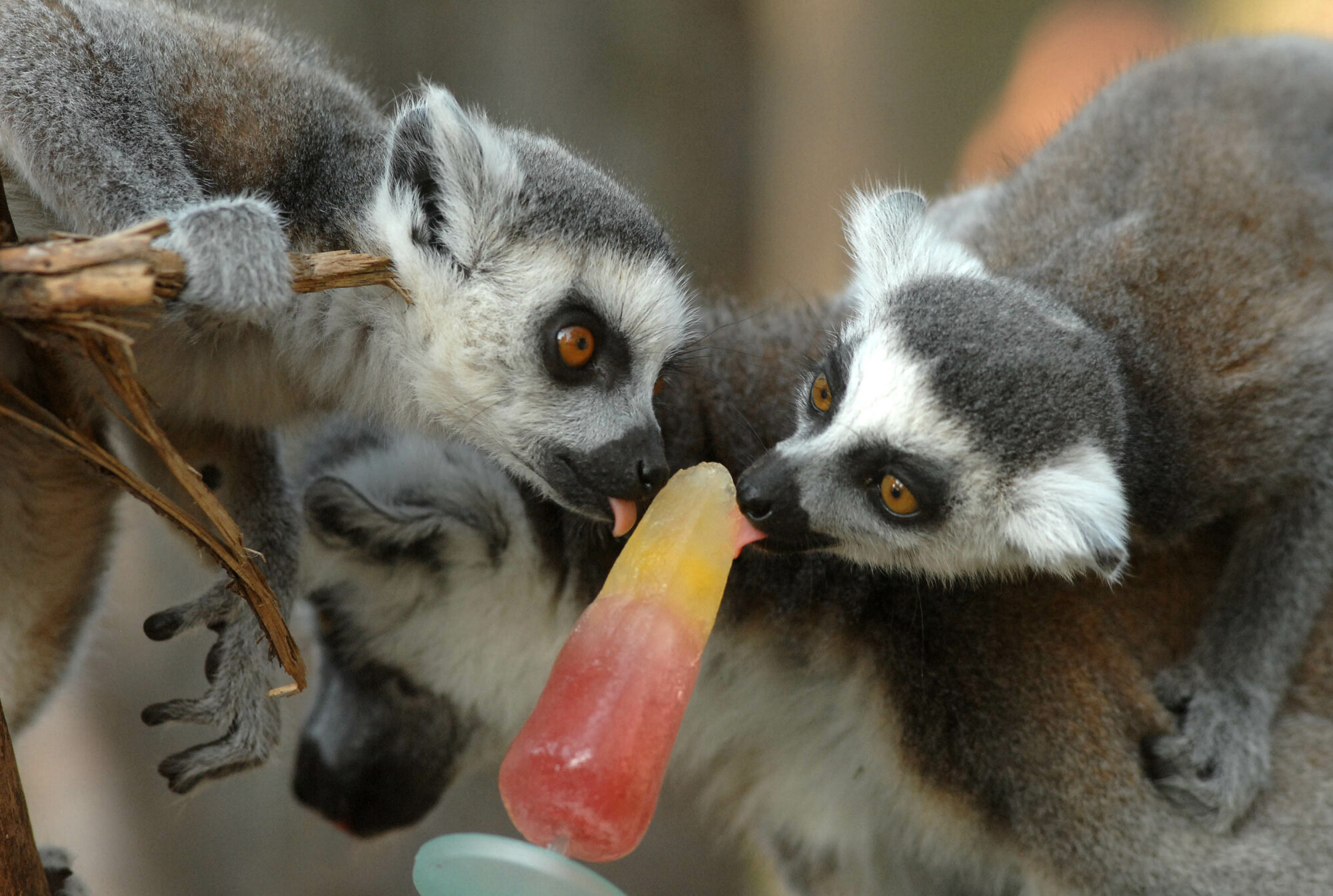 Newsletter: Friday 28th June 2024 Post image 2 Image name Ringtail Lemur two enjoying an ice lolly the 1 image from the post Newsletter: Friday 28th June 2024 in Yorkshire.com.