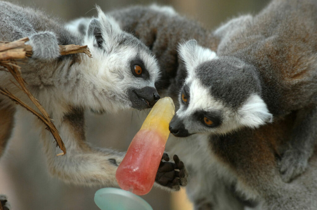 Animals cooling off with ice-lollies in Yorkshire summer Post image 18 Image name Ringtail Lemur two investigating an ice lolly the 18 image from the post Animals cooling off with ice-lollies in Yorkshire summer in Yorkshire.com.