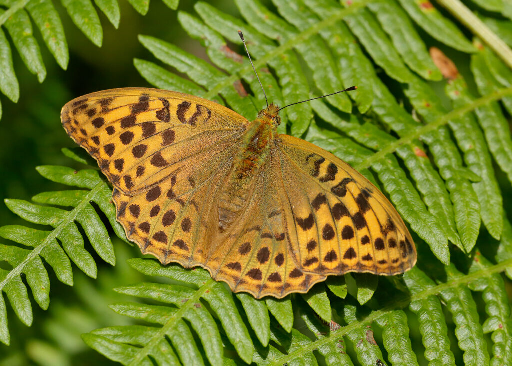 Ways for little ones to go wild for butterflies this summer holiday in Yorkshire Post image 4 Image name Silver washed Fritillary Iain H Leach 1 the 4 image from the post Ways for little ones to go wild for butterflies this summer holiday in Yorkshire in Yorkshire.com.