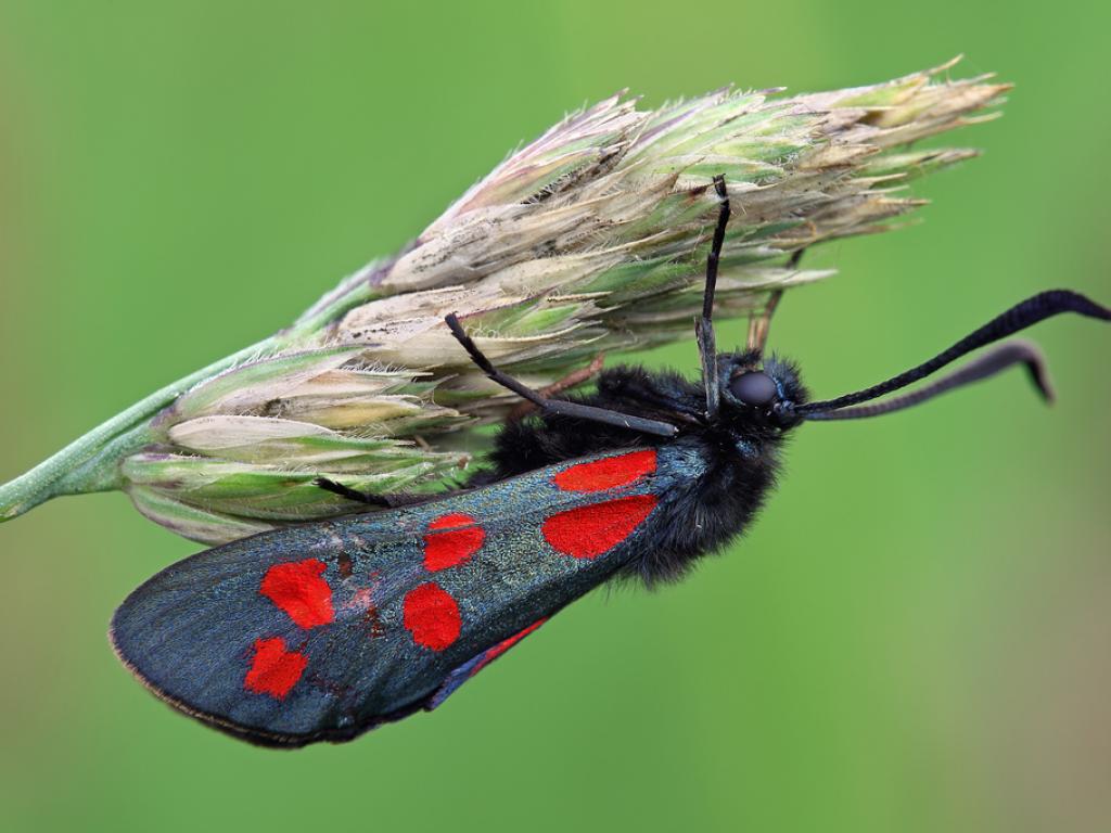 Ways for little ones to go wild for butterflies this summer holiday in Yorkshire Post image 3 Image name Six spot Burnet Steve Mackay the 3 image from the post Ways for little ones to go wild for butterflies this summer holiday in Yorkshire in Yorkshire.com.