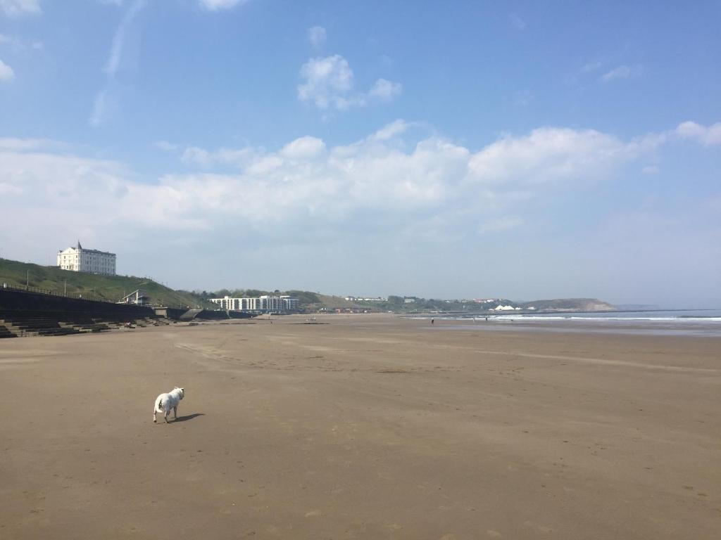 The Leeway Accommodation image 1 Image name dog on beach in scarborough the 1 image from the post The Leeway in Yorkshire.com.