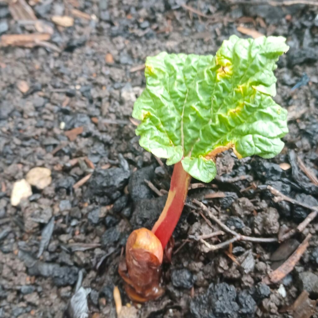 Celebrating Yorkshire heritage through the legacy of Joseph Whitwell Post image 2 Image name rhubarb sprouting the 2 image from the post Celebrating Yorkshire heritage through the legacy of Joseph Whitwell in Yorkshire.com.