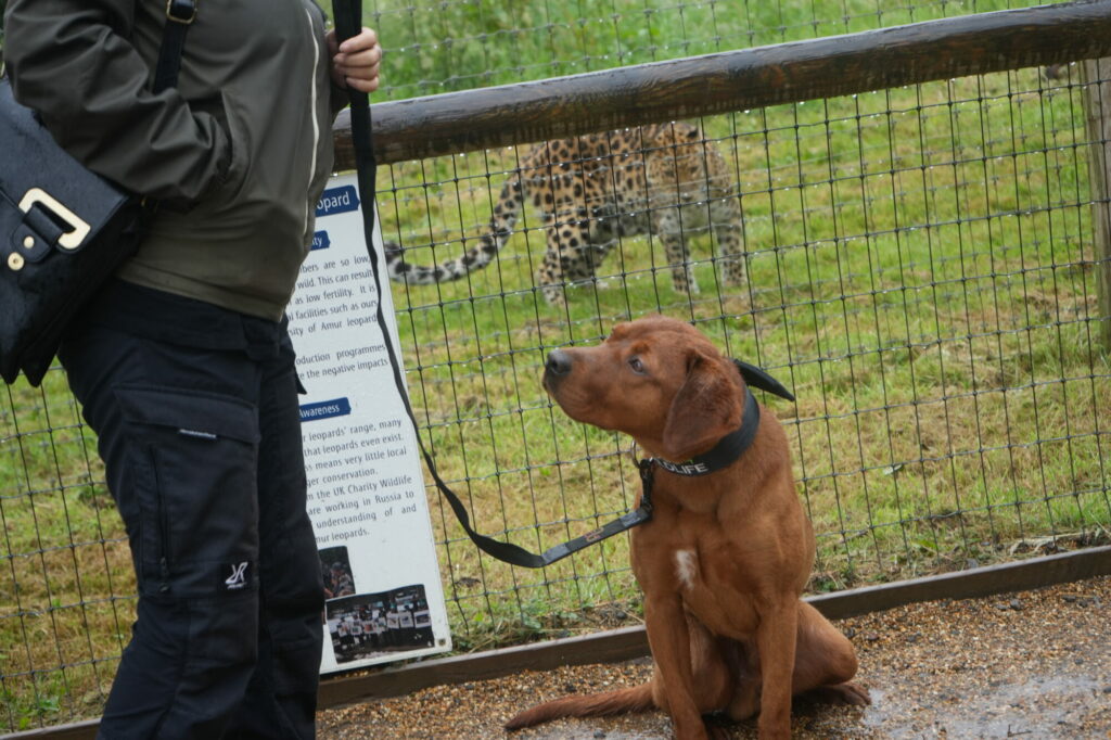 Yorkshire Wildlife Park training dogs to fight poaching in Africa Post image 6 Image name DSC05965 the 6 image from the post Yorkshire Wildlife Park training dogs to fight poaching in Africa in Yorkshire.com.