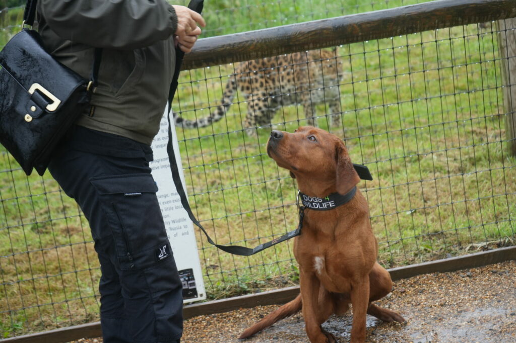 Yorkshire Wildlife Park training dogs to fight poaching in Africa Post image 5 Image name DSC05966 the 5 image from the post Yorkshire Wildlife Park training dogs to fight poaching in Africa in Yorkshire.com.