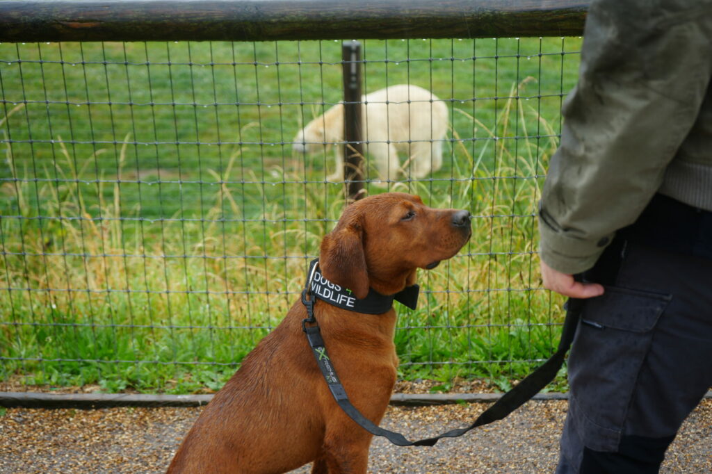 Yorkshire Wildlife Park training dogs to fight poaching in Africa Post image 4 Image name DSC06027 the 4 image from the post Yorkshire Wildlife Park training dogs to fight poaching in Africa in Yorkshire.com.