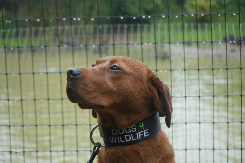 Yorkshire Wildlife Park training dogs to fight poaching in Africa Post image 3 Image name DSC06058 the 3 image from the post Yorkshire Wildlife Park training dogs to fight poaching in Africa in Yorkshire.com.