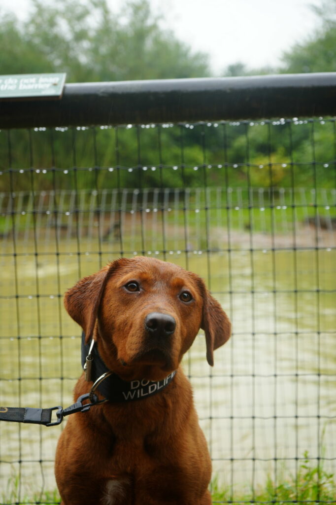Yorkshire Wildlife Park training dogs to fight poaching in Africa Post image 2 Image name DSC06068 the 2 image from the post Yorkshire Wildlife Park training dogs to fight poaching in Africa in Yorkshire.com.