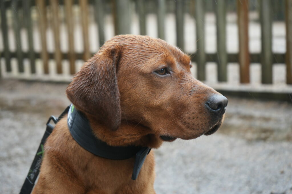 Yorkshire Wildlife Park training dogs to fight poaching in Africa Post image 1 Image name DSC06073 the 1 image from the post Yorkshire Wildlife Park training dogs to fight poaching in Africa in Yorkshire.com.