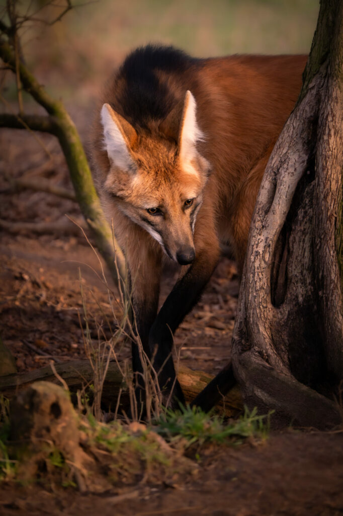 Yorkshire Wildlife Park Wins Prestigious Photography Award With Stunning Image Post image 1 photograph of wolf
