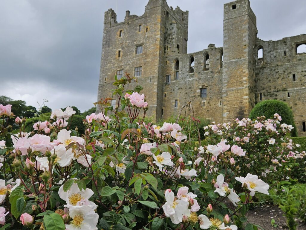 A Blooming Success: Bolton Castle's Rose Arbour Garden Shines This Summer Post image 1 Image name Roses at Bolton Castle 8 the 1 image from the post A Blooming Success: Bolton Castle's Rose Arbour Garden Shines This Summer in Yorkshire.com.