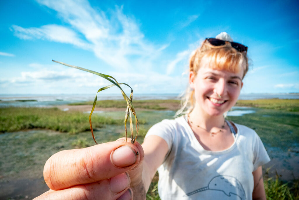 Image name Seagrass Seed Collecting 014 c Finn Varney the 1 image from the post New seagrass sculpture funded by Wilder Humber now at The Deep in Yorkshire.com.