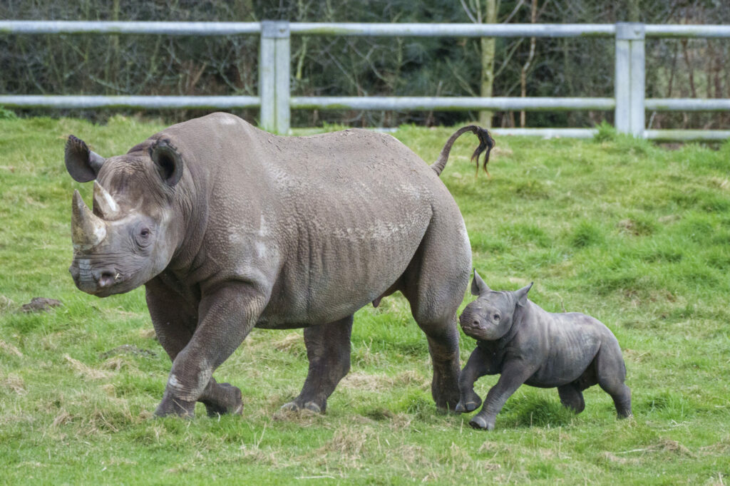 Rhino Conservation Success at Yorkshire Wildlife Park Resort Post image 5 Image name Yorkshire Wildlife Park Rhino 009 the 5 image from the post Rhino Conservation Success at Yorkshire Wildlife Park Resort in Yorkshire.com.