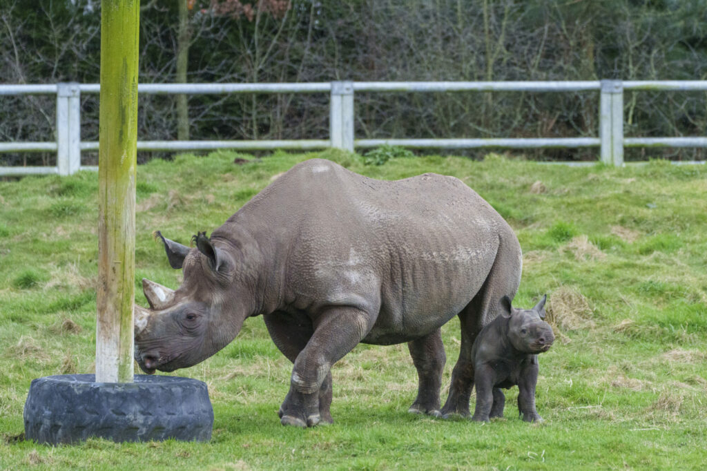 Rhino Conservation Success at Yorkshire Wildlife Park Resort Post image 6 new baby rhino at YWP