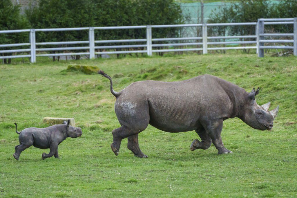 Rhino Conservation Success at Yorkshire Wildlife Park Resort Post image 4 Image name Yorkshire Wildlife Park Rhino 013 the 4 image from the post Rhino Conservation Success at Yorkshire Wildlife Park Resort in Yorkshire.com.