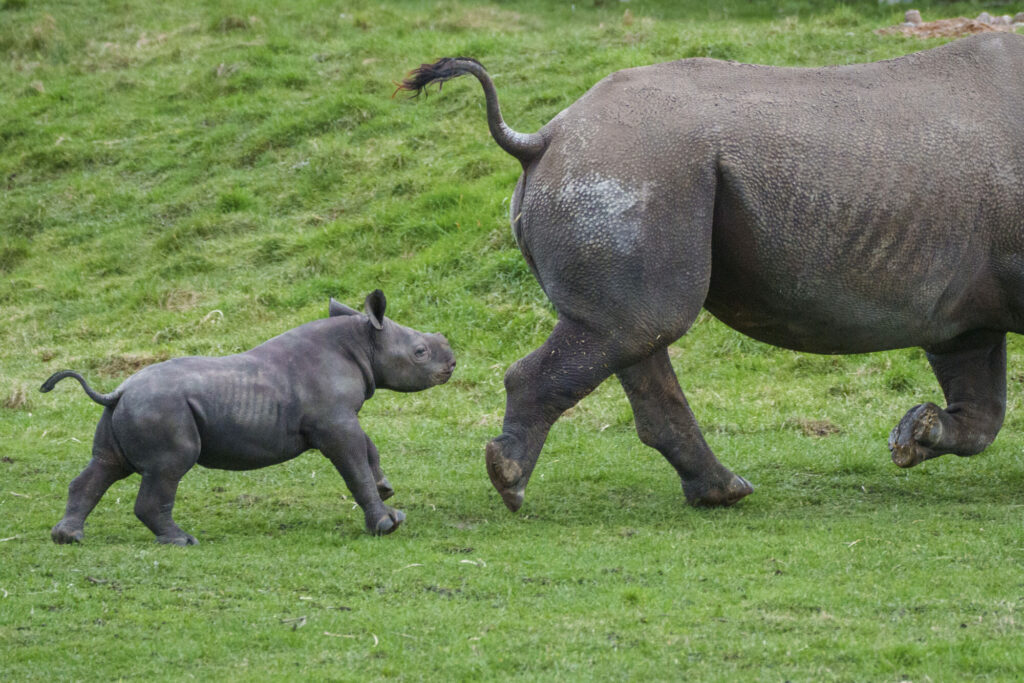 Rhino Conservation Success at Yorkshire Wildlife Park Resort Post image 1 Image name Yorkshire Wildlife Park Rhino 014 the 1 image from the post Rhino Conservation Success at Yorkshire Wildlife Park Resort in Yorkshire.com.
