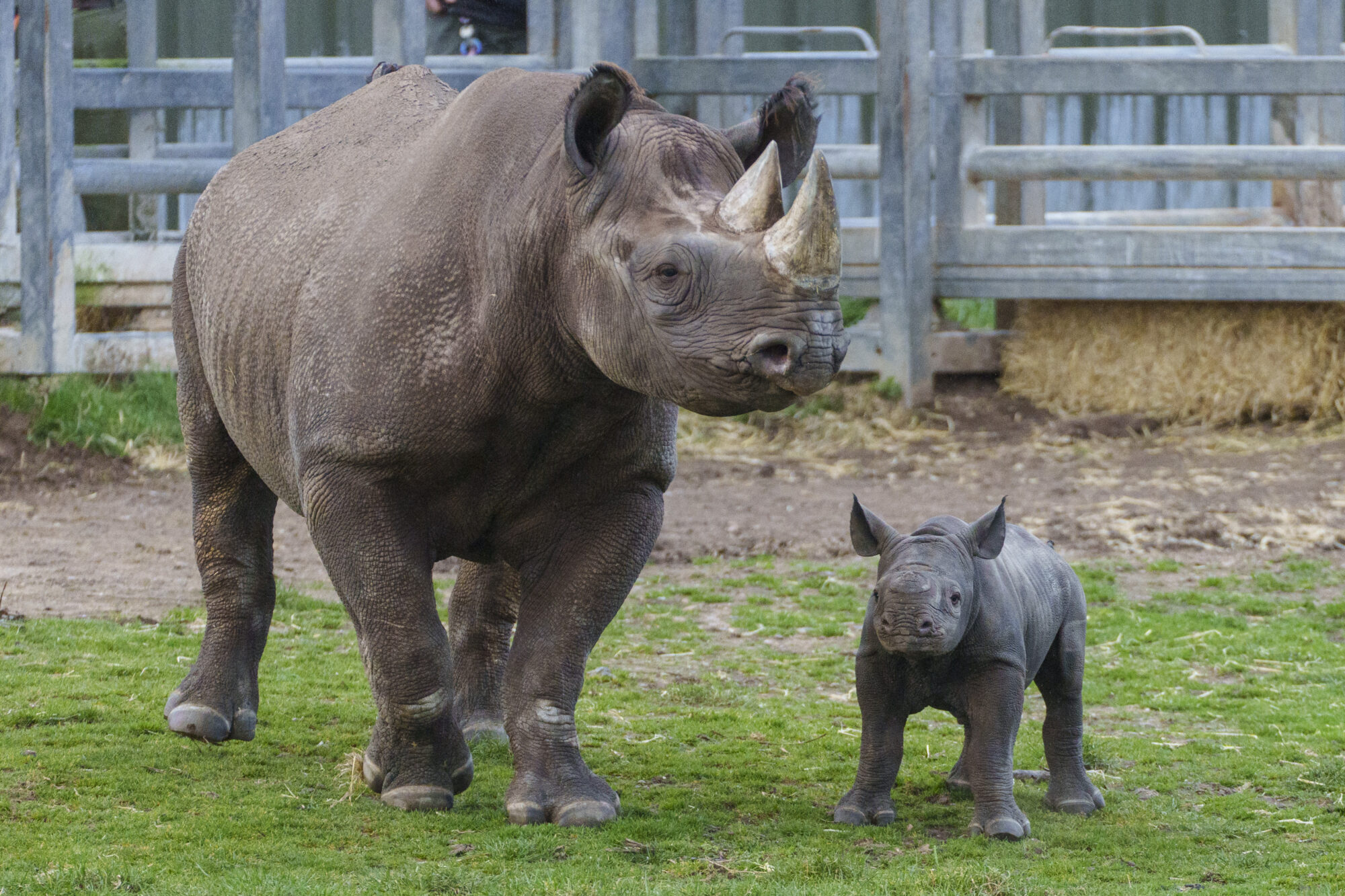 new baby Rhino at YWP