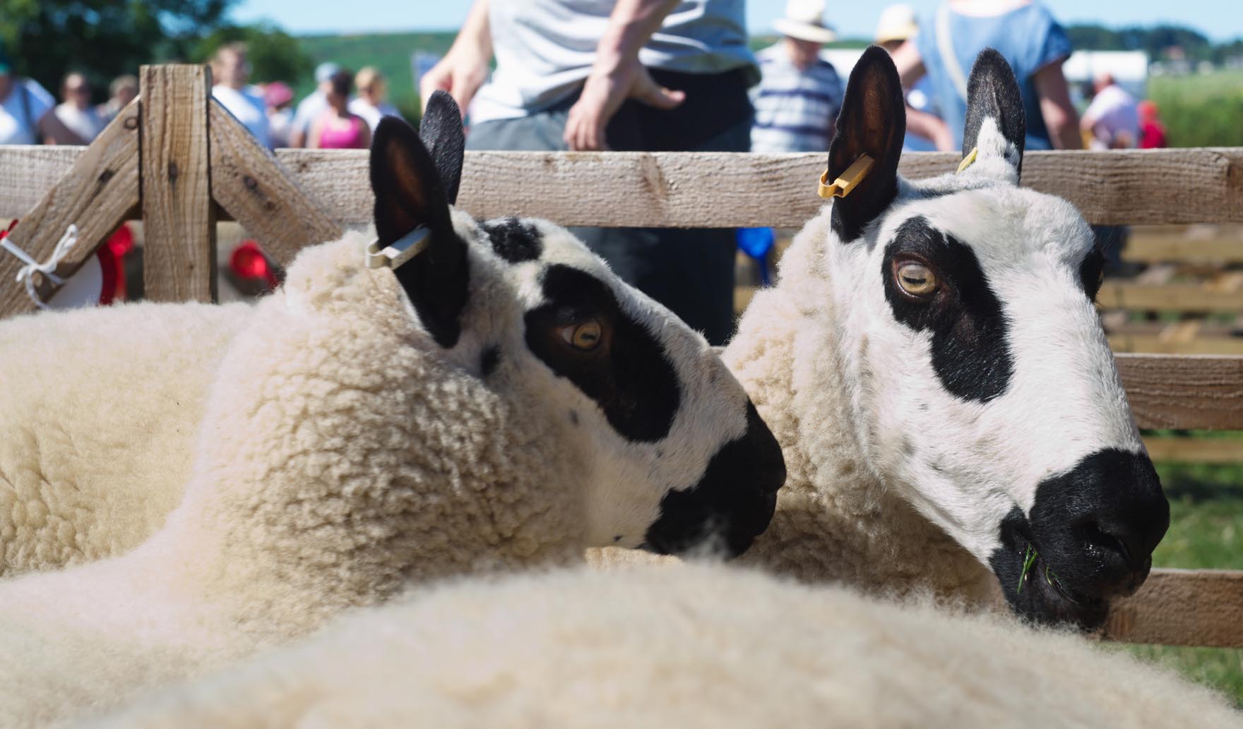 Image name danby show the 9 image from the post Danby Agricultural Show in Yorkshire.com.