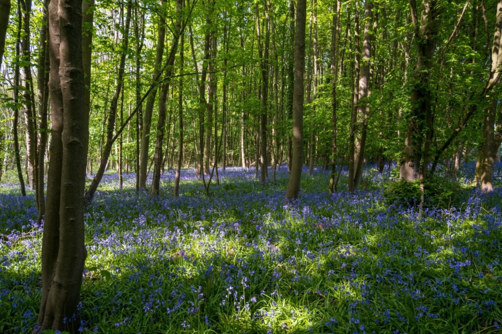Walk: Weltondale Post image 1 Image name weltondale bluebell woods hull yorkshire the 1 image from the post Walk: Weltondale in Yorkshire.com.