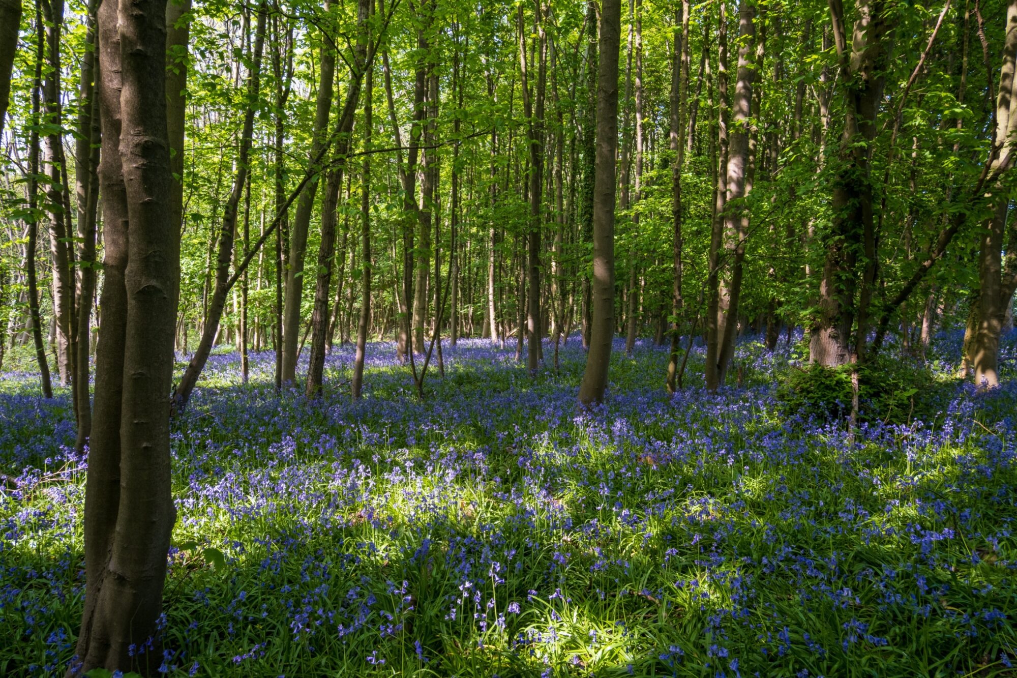 Image name weltondale bluebell woods hull yorkshire the 20 image from the post Walk: Weltondale in Yorkshire.com.