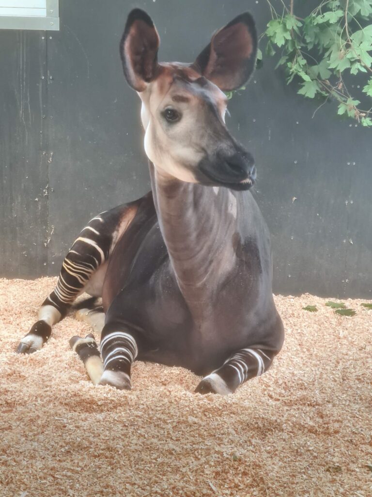 New Arrival Kora Joins the Okapi Family at Yorkshire Wildlife Park Post image 1 Image name 1ec7a213 cad9 4794 81fc 1d82e1e77bdf the 1 image from the post New Arrival Kora Joins the Okapi Family at Yorkshire Wildlife Park in Yorkshire.com.