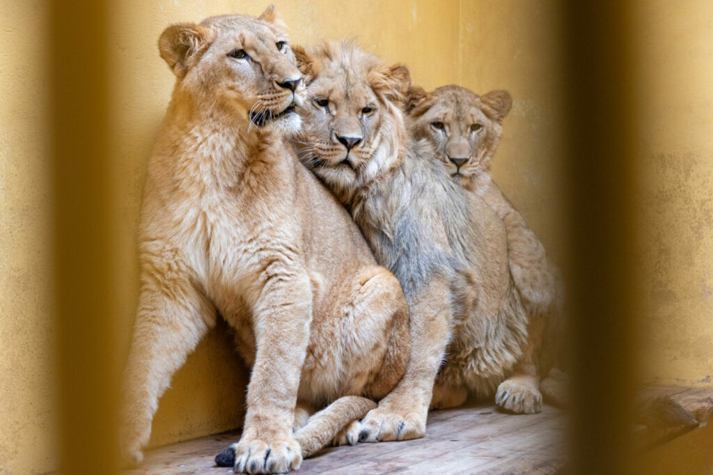 Image name 8746F037 2C80 496C 918B 6EB85864F663 1 the 1 image from the post Yorkshire Welcomes Ukrainian Lions as Symbols of Hope in Yorkshire.com.