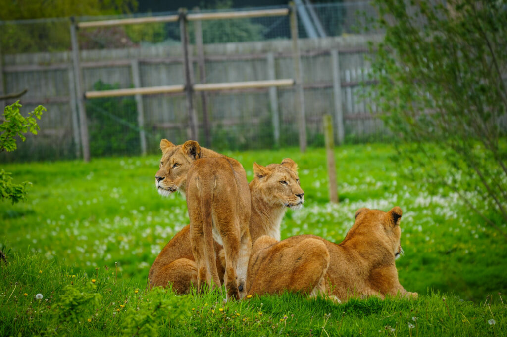 Image name DSC00690 the 5 image from the post Bank Holiday Weekend at Yorkshire Wildlife Park: Rare Monkey Birth and Star-Studded Concerts in Yorkshire.com.