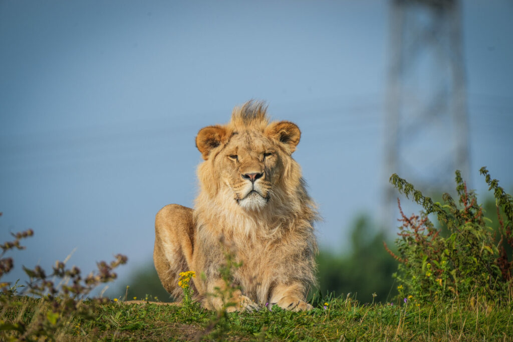 Image name DSC07946 the 2 image from the post Yorkshire Welcomes Ukrainian Lions as Symbols of Hope in Yorkshire.com.