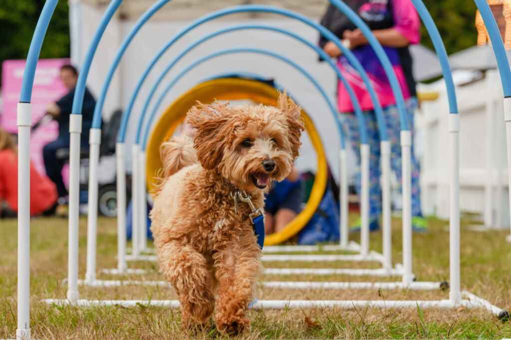 Yorkshire's DogFest 2024: A Pawfect Weekend for Canine Enthusiasts at Harewood House Post image 2 Image name Hoopers the 2 image from the post Yorkshire's DogFest 2024: A Pawfect Weekend for Canine Enthusiasts at Harewood House in Yorkshire.com.