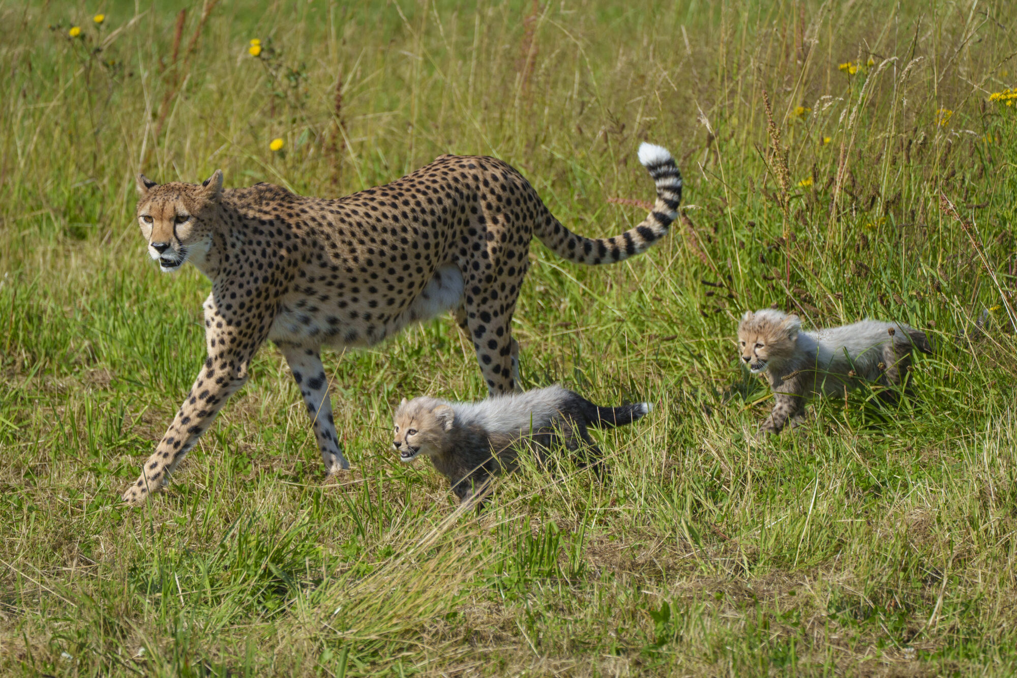 Cheetah cubs