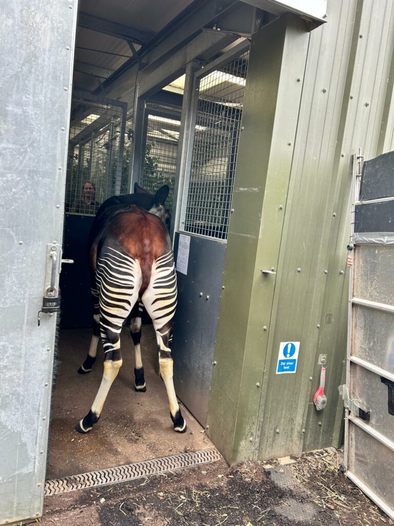 New Arrival Kora Joins the Okapi Family at Yorkshire Wildlife Park Post image 3 Image name IMG 9875 the 3 image from the post New Arrival Kora Joins the Okapi Family at Yorkshire Wildlife Park in Yorkshire.com.