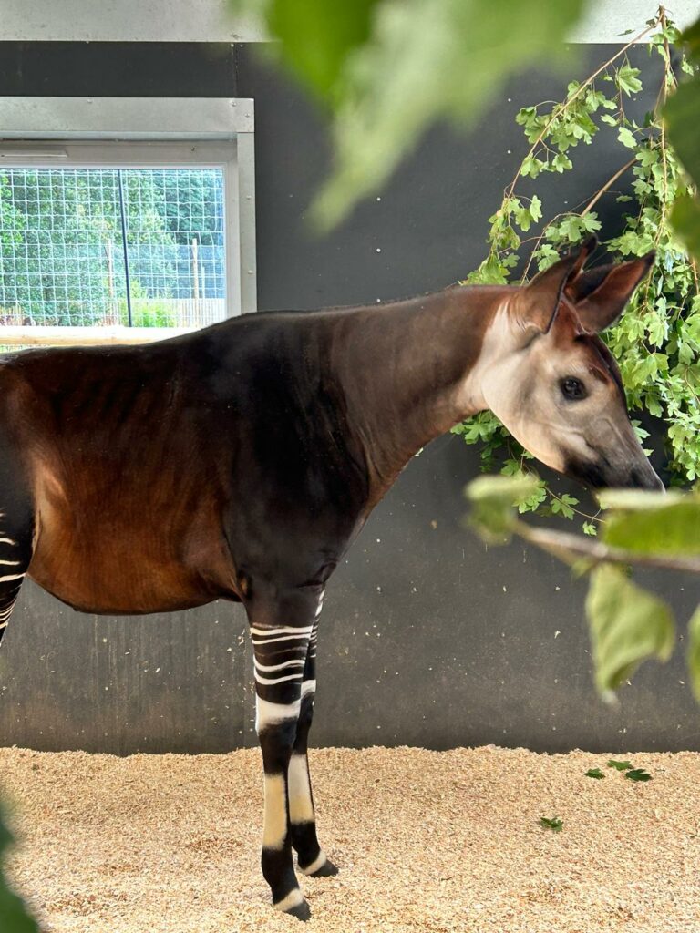 New Arrival Kora Joins the Okapi Family at Yorkshire Wildlife Park Post image 4 Image name IMG 9877 the 4 image from the post New Arrival Kora Joins the Okapi Family at Yorkshire Wildlife Park in Yorkshire.com.