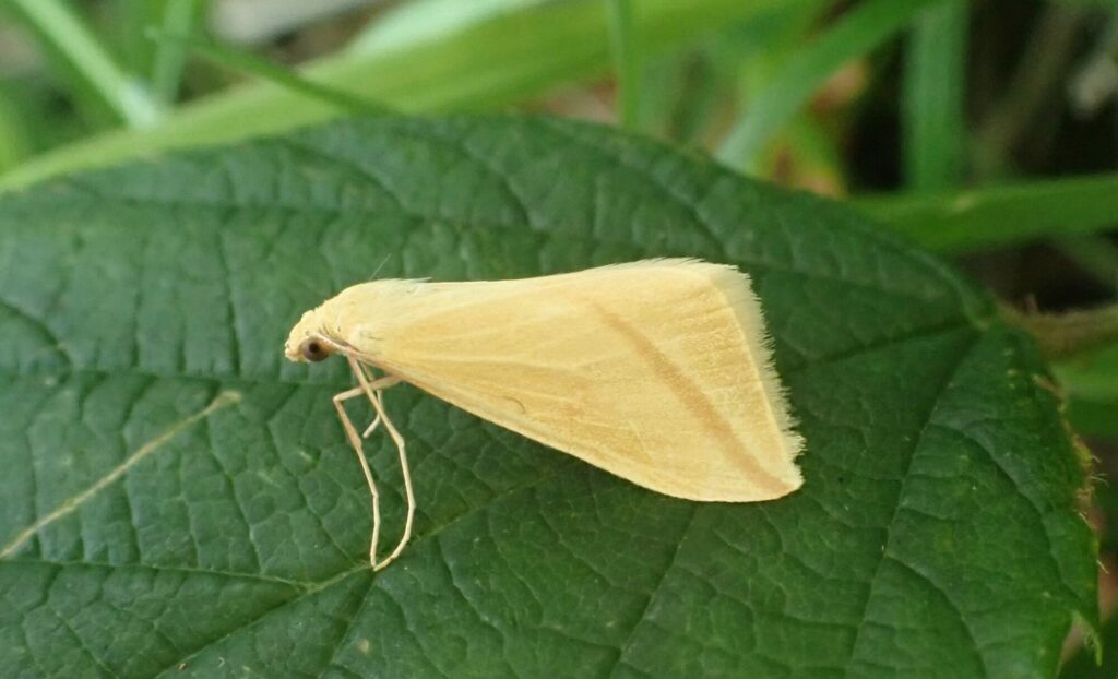 How tree planting initiatives boost moth biodiversity in Yorkshire Post image 1 Make It Wild
