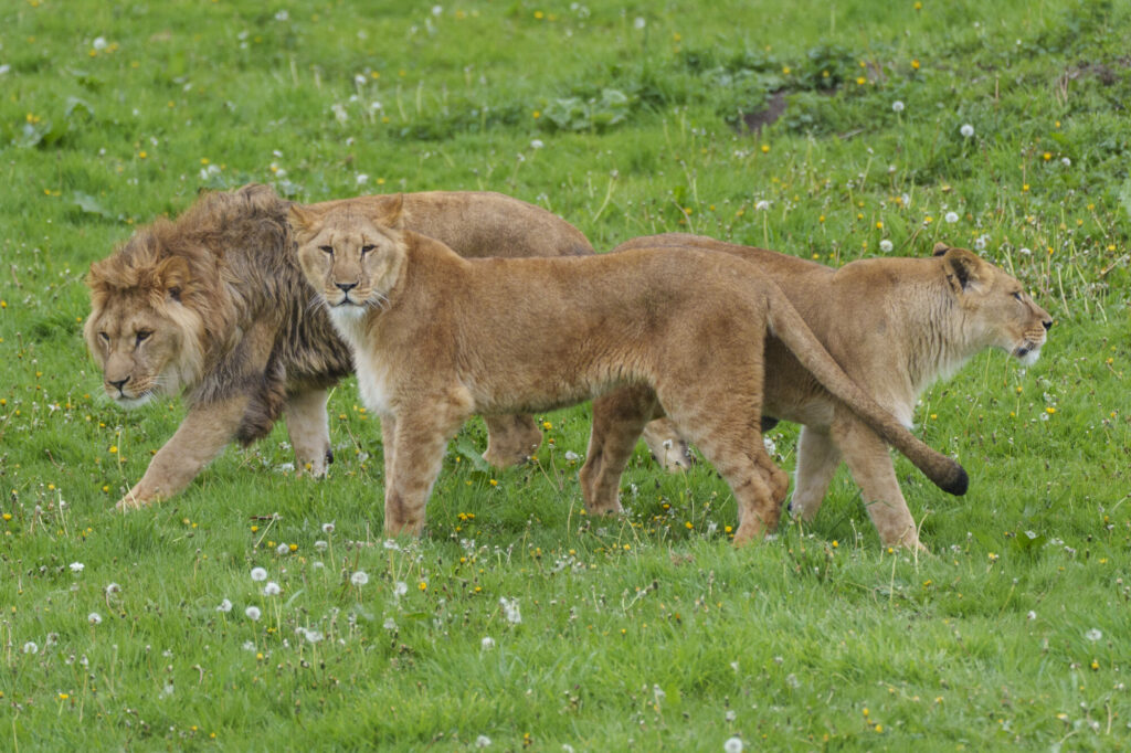 Image name YWP Lion Cubs 009 the 1 image from the post Bank Holiday Weekend at Yorkshire Wildlife Park: Rare Monkey Birth and Star-Studded Concerts in Yorkshire.com.
