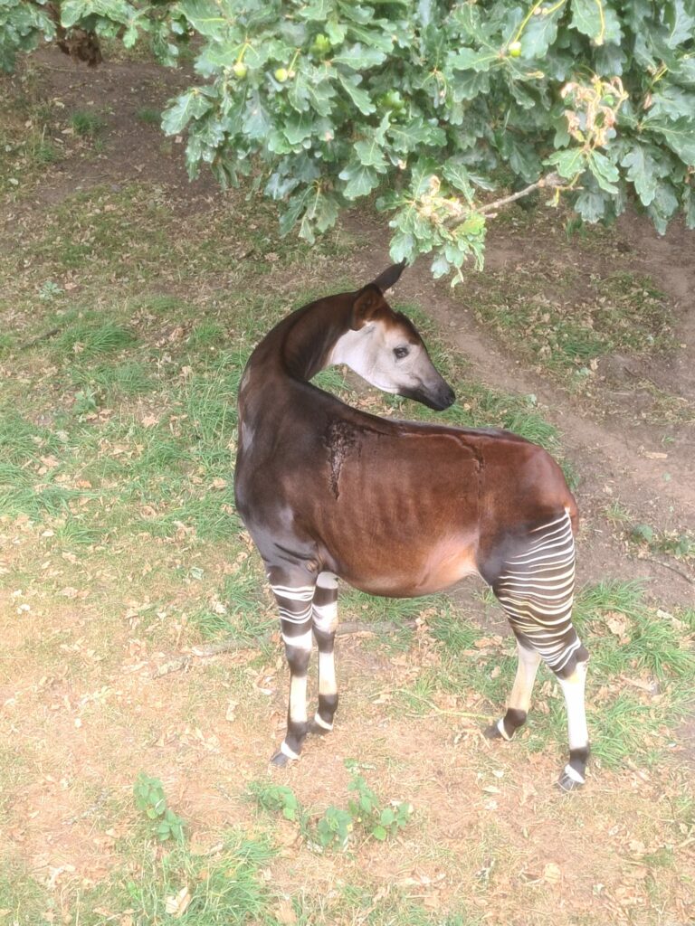 New Arrival Kora Joins the Okapi Family at Yorkshire Wildlife Park Post image 2 Image name b48a20d0 d3e9 454d b359 b0dd4503fa45 the 2 image from the post New Arrival Kora Joins the Okapi Family at Yorkshire Wildlife Park in Yorkshire.com.
