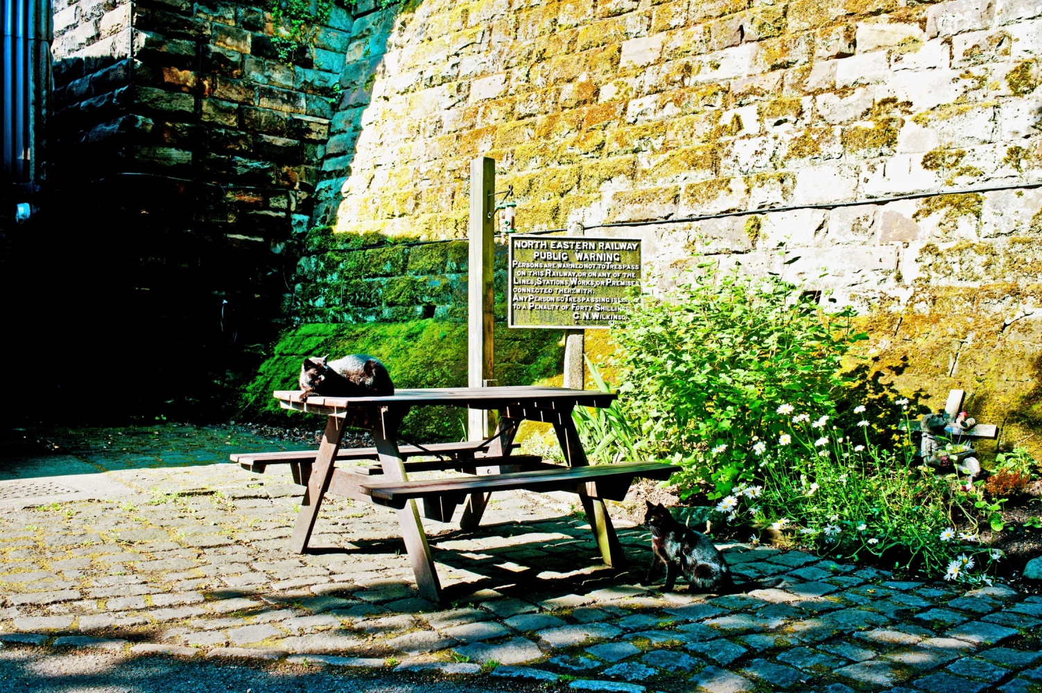 Image name cat in grosmont north york moors the 6 image from the post Celebrating International Cat Day in Yorkshire: a purr-fect adventure in Yorkshire.com.