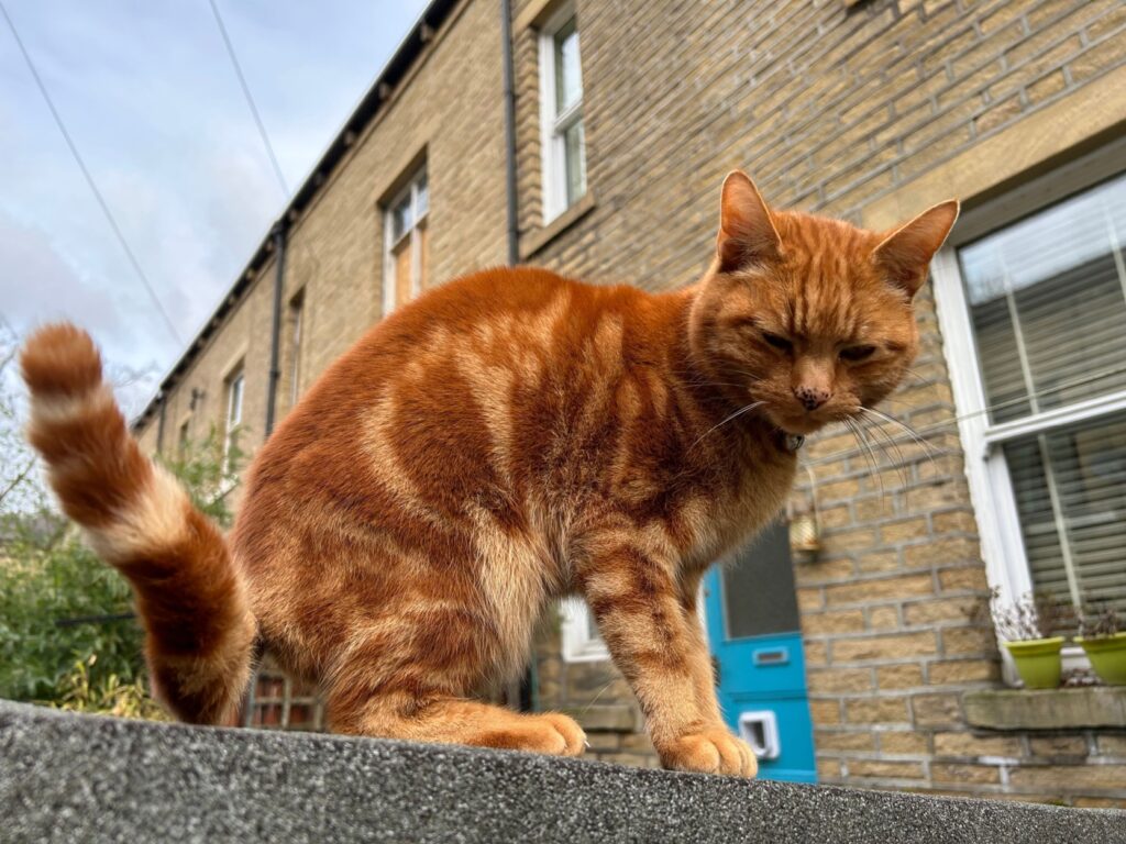 Image name ginger cat hebden bridge the 2 image from the post Newsletter: Friday 9th August 2024 in Yorkshire.com.