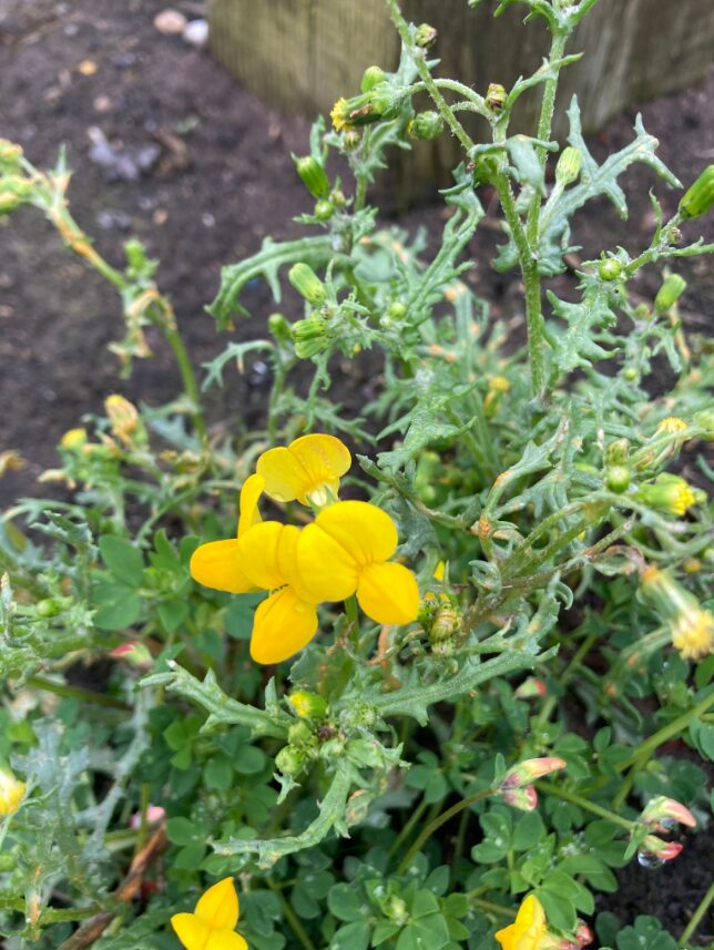 Image name Birds foot trefoil Lotus corniculatus 1 the 3 image from the post The Deep Achieves Key Milestone in Native Species Recordings with iNaturalist in Yorkshire.com.