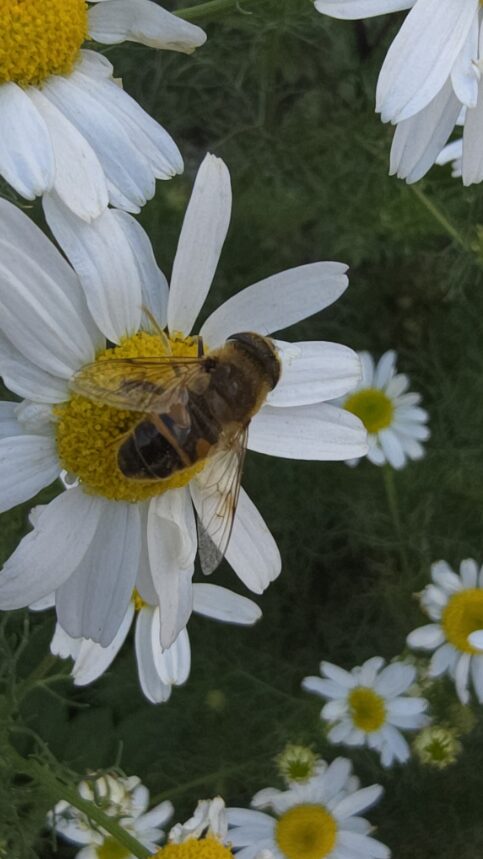 Image name Common drone fly Eristalis the 2 image from the post The Deep Achieves Key Milestone in Native Species Recordings with iNaturalist in Yorkshire.com.