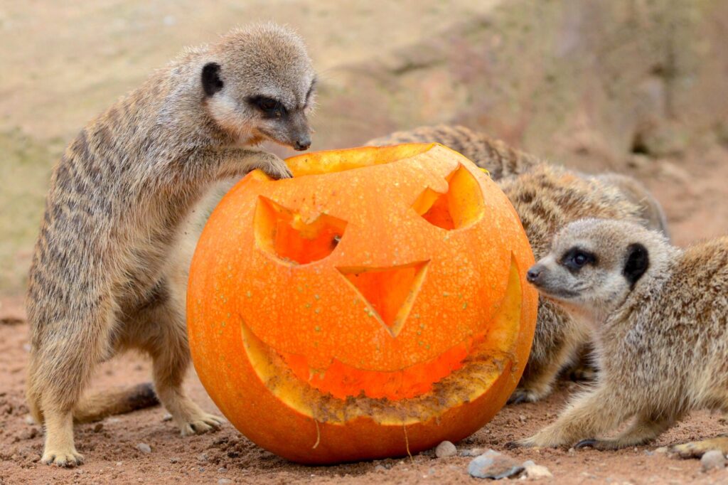 Image name Meerkats with Pumpkin the 1 image from the post Yorkshire Wildlife Park's Halloween Scarefest Set to Thrill Visitors in Yorkshire.com.