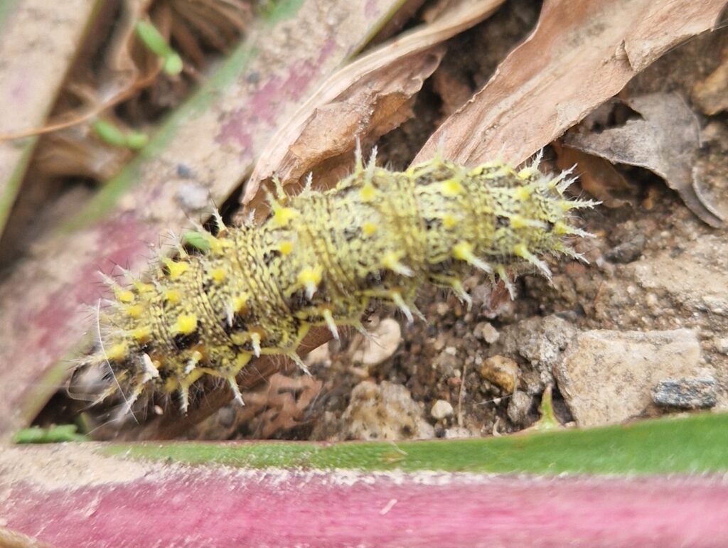 Image name Red admiral caterpillar Vanessa atalanta the 1 image from the post The Deep Achieves Key Milestone in Native Species Recordings with iNaturalist in Yorkshire.com.