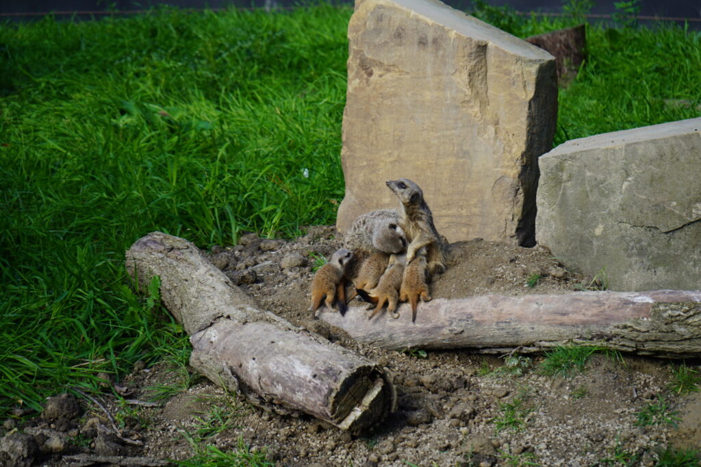 Meet the Meerkat Pups: This Weekend! Post image 1 Meerkats at Askham Bryan Wildlife Park