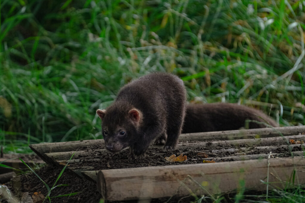 Rare Bush Dog Puppies Arrive at Yorkshire Wildlife Park: A Conservation Win Post image 4 Image name DSC08150 the 4 image from the post Rare Bush Dog Puppies Arrive at Yorkshire Wildlife Park: A Conservation Win in Yorkshire.com.