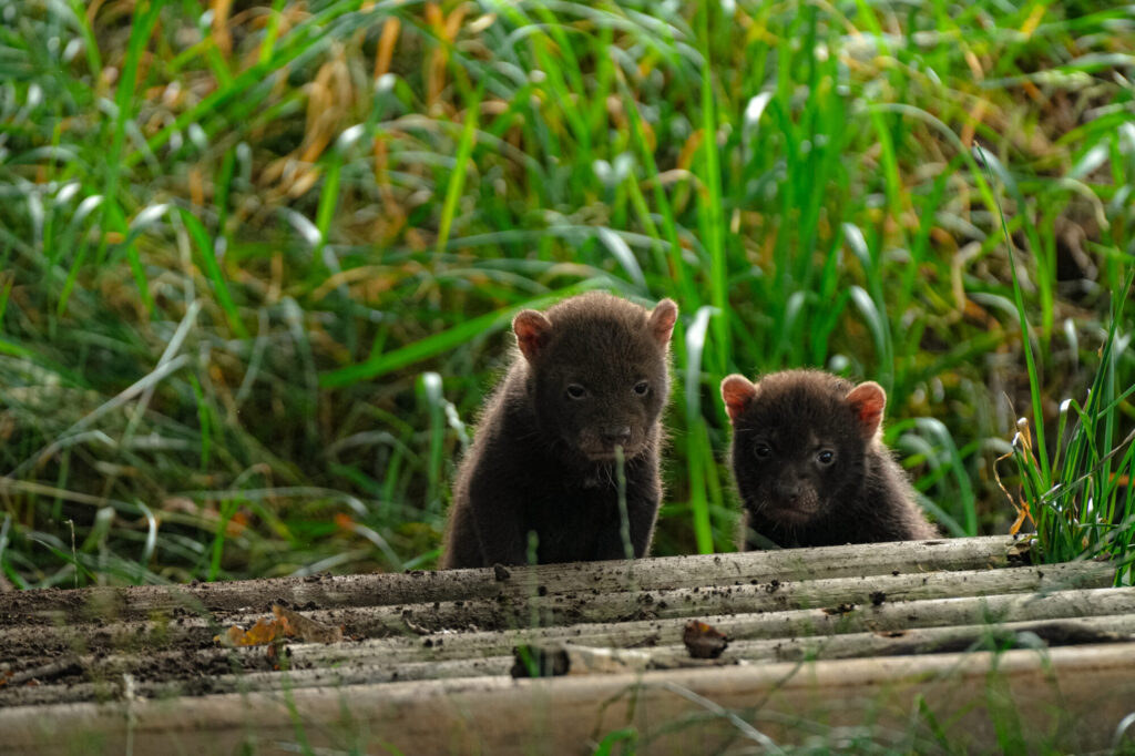 Rare Bush Dog Puppies Arrive at Yorkshire Wildlife Park: A Conservation Win Post image 3 Image name DSC08175 the 3 image from the post Rare Bush Dog Puppies Arrive at Yorkshire Wildlife Park: A Conservation Win in Yorkshire.com.
