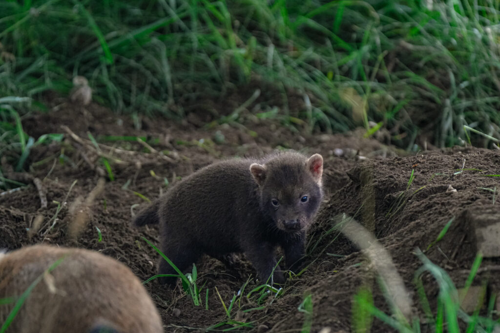 Rare Bush Dog Puppies Arrive at Yorkshire Wildlife Park: A Conservation Win Post image 2 Image name DSC08197 the 2 image from the post Rare Bush Dog Puppies Arrive at Yorkshire Wildlife Park: A Conservation Win in Yorkshire.com.