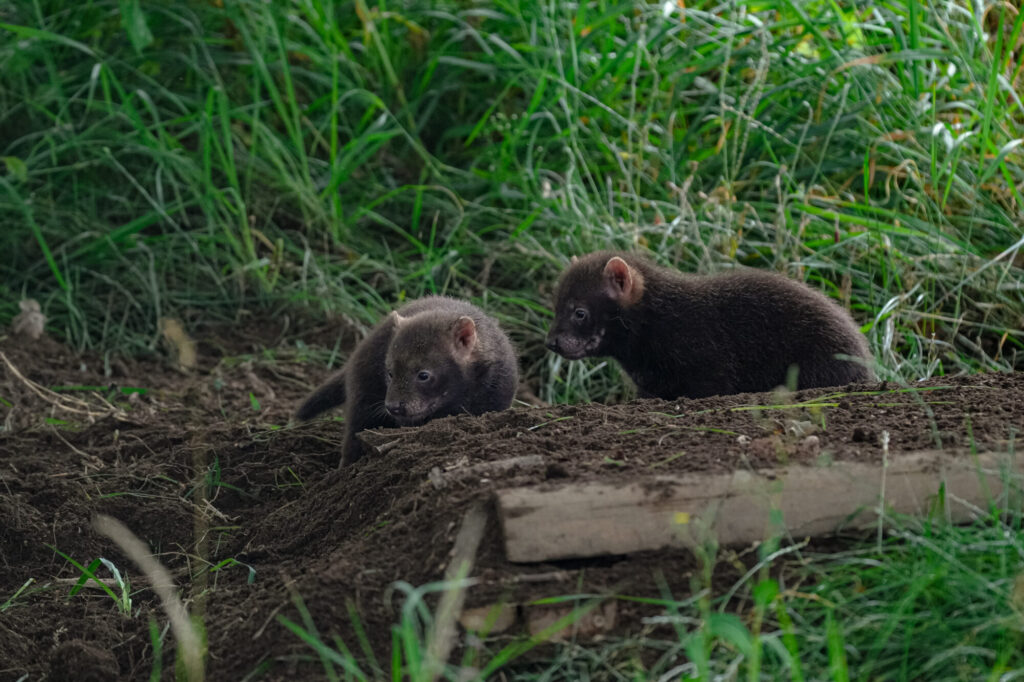 Rare Bush Dog Puppies Arrive at Yorkshire Wildlife Park: A Conservation Win Post image 1 Image name DSC08244 the 1 image from the post Rare Bush Dog Puppies Arrive at Yorkshire Wildlife Park: A Conservation Win in Yorkshire.com.